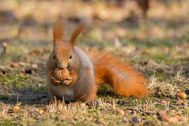 Squirrel stock photo