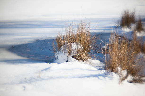 istock Dried Grass on the snow 465466127