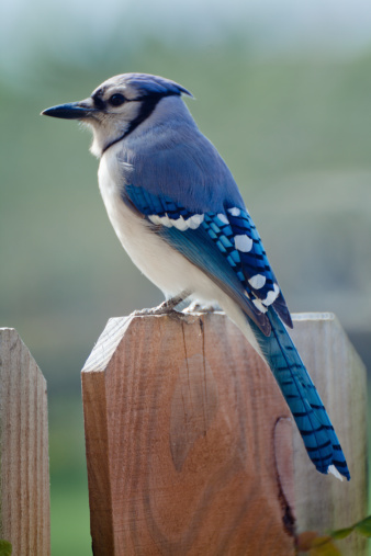 Blue Jay Perched on a Fence