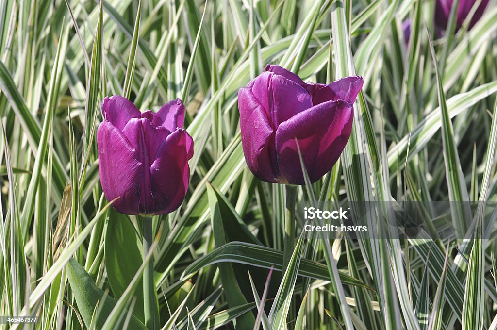 Tulipes pourpres de reed - Photo de Arbre en fleurs libre de droits