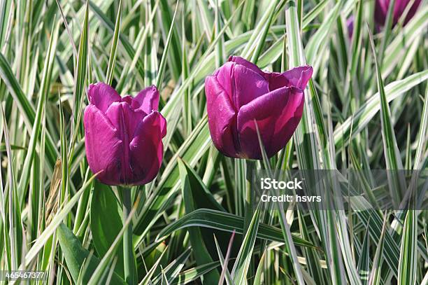 Roxo Túlipas De Reed - Fotografias de stock e mais imagens de Ao Ar Livre - Ao Ar Livre, Caniço, Canteiro de flores