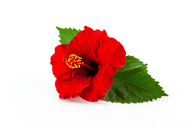 istock Red hibiscus flower isolated. 465467503