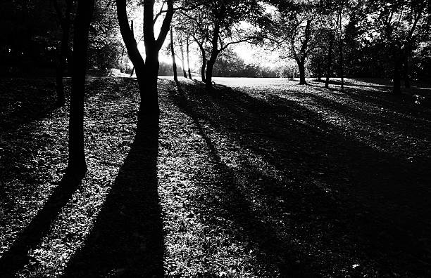 istock Long shadows of trees in sunny autumn day 465468970