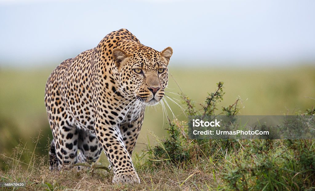 Focused Leopard hunting in savannah Leopard Stock Photo