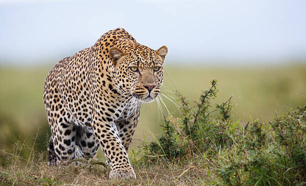 Focused Leopard hunting in savannah leopard stock pictures, royalty-free photos & images