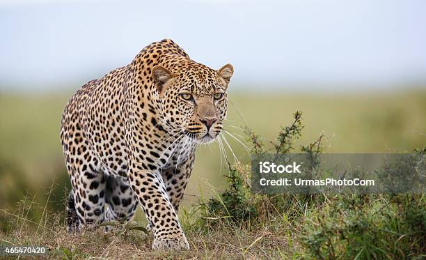 Focused Stock Photo - Download Image Now - Leopard, Africa, Animals Hunting