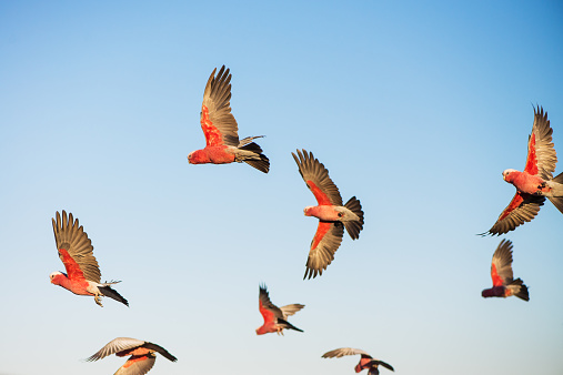 Australian cockatoos take flight across a blue sky.