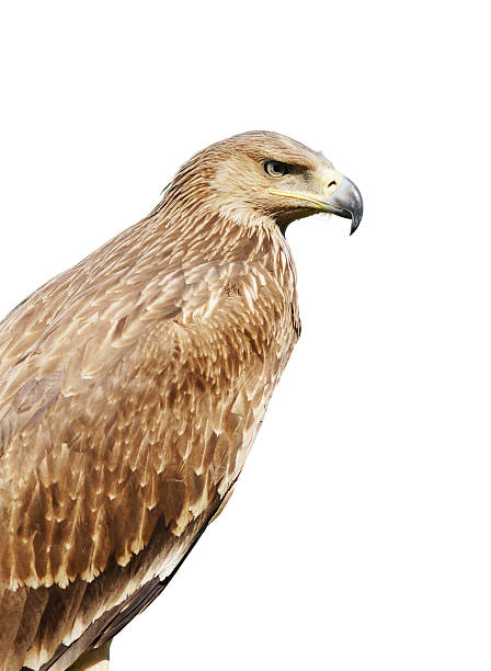 istock Proud profile of an eagle isolated over white background 465472446