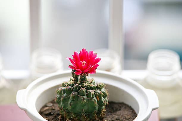 cactus de flor rosa - single flower flower desert new mexico fotografías e imágenes de stock