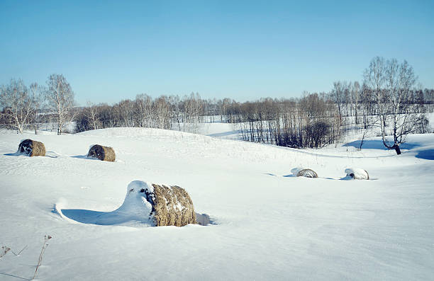 paisagem do inverno com rolos de feno no campo das neves - winter farm vibrant color shadow imagens e fotografias de stock