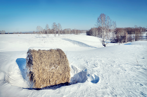 Bright winter landscape with rolls of hay on the snowy field