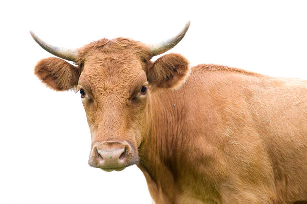 istock Portrait of a cow on white. 465474214