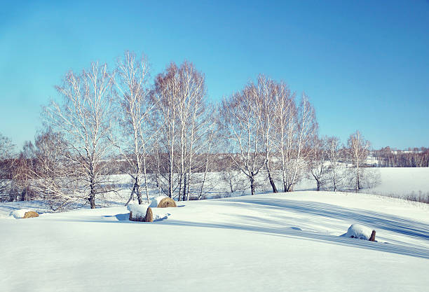 sol paisagem de inverno bonito com rolos de hay - winter farm vibrant color shadow imagens e fotografias de stock