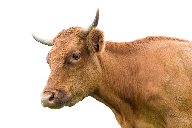 istock Portrait of a cow on white. 465474440