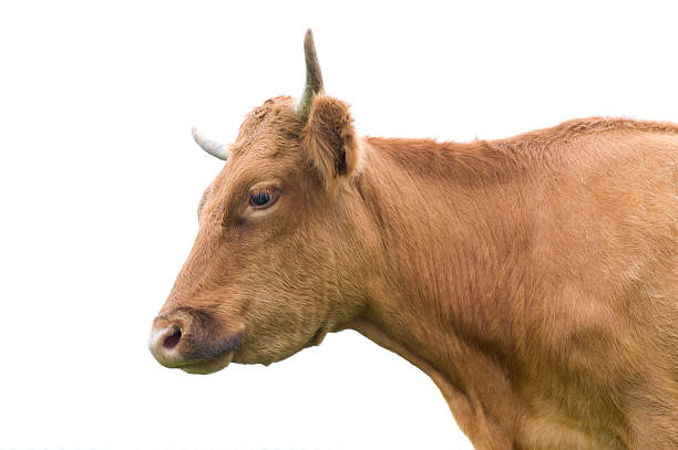 istock Portrait of a cow on white. 465474446