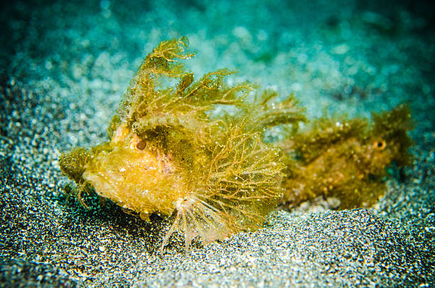 istock odd shape fish bunaken north celebes indonesia pteroidichtys sp. 465474626