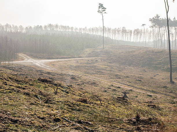 Pine forest stock photo