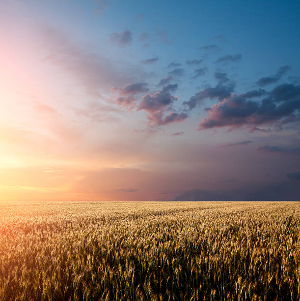 istock Gold wheat field and blue sky 465477410