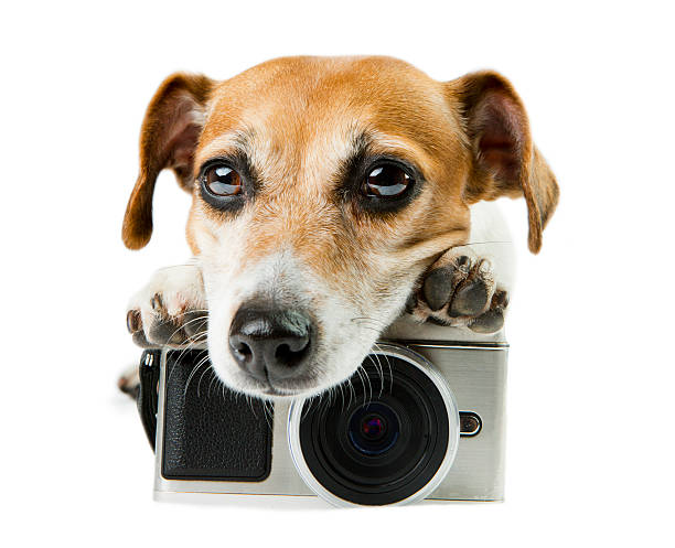 istock Mad about photography pet 465477896