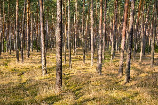 Pine forest stock photo