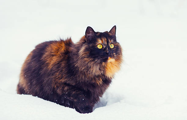 istock Cute cat walking on the snow 465477986