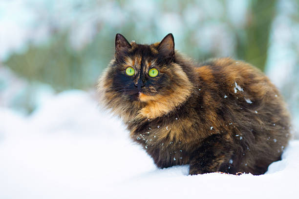 istock Cute cat walking on the snow 465478226
