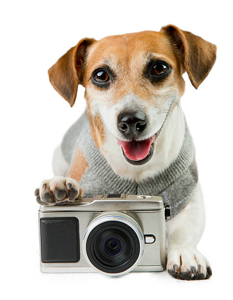 istock Cute pet photographer 465478318