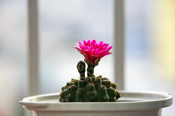 cactus de flor rosa - single flower flower desert new mexico fotografías e imágenes de stock