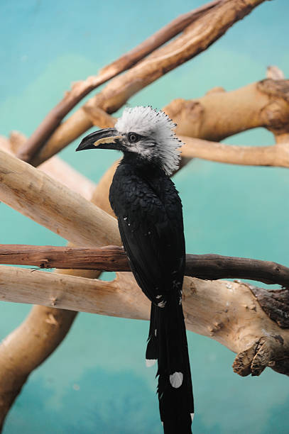 istock Bird with white hair 465478620