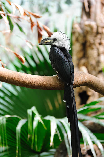 istock Bird with white hair 465478622
