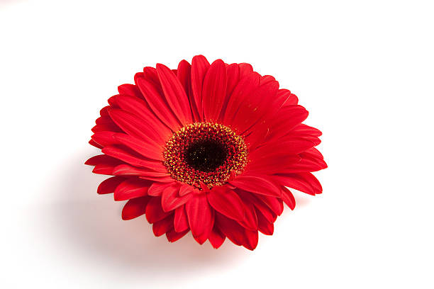 flor de gerber sobre fundo branco. - flower single flower orange gerbera daisy - fotografias e filmes do acervo