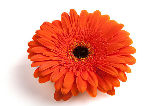 flor de gerber sobre fundo branco. - flower single flower orange gerbera daisy - fotografias e filmes do acervo
