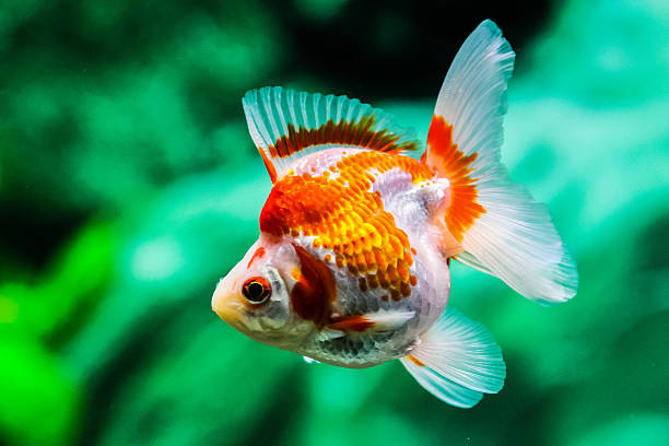 istock Goldfish in aquarium 465479246