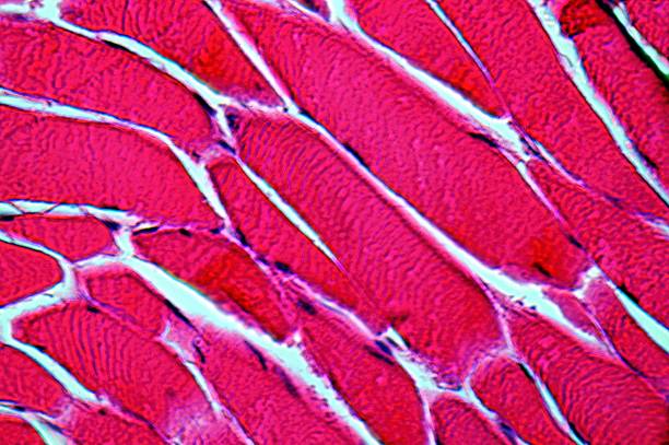 mikroskopic picture of a professional histologic preparation of muscle cells of striated skeleton muscles at 1000times  magnification (HE-stained)