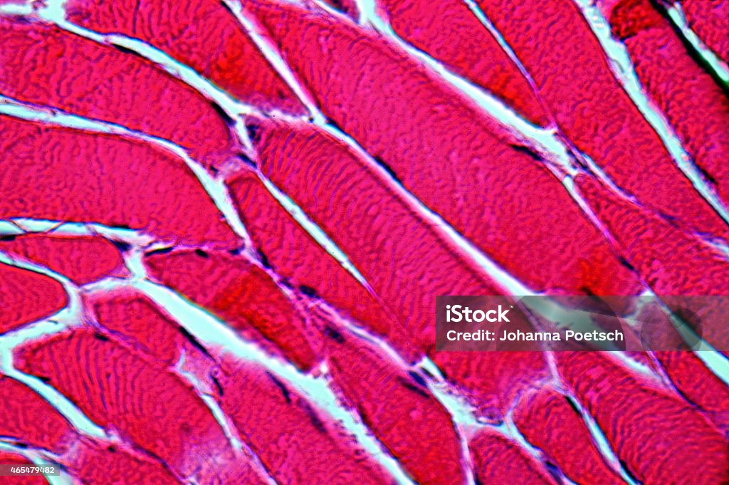 muscle cells at 1000times  magnification (HE-stained) mikroskopic picture of a professional histologic preparation of muscle cells of striated skeleton muscles at 1000times  magnification (HE-stained) Biological Cell Stock Photo
