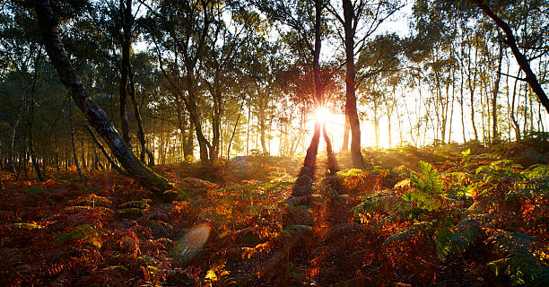 istock Autumn In The Surrey Hills 465479507