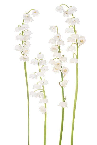 istock lily of the valley 465479514