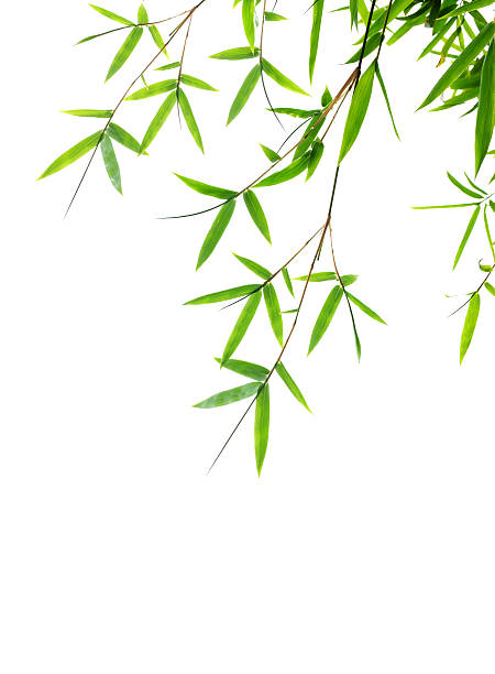 istock Bamboo leaves isolated on white background 465479631