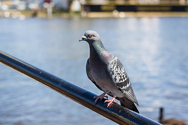 istock Single pigeon sitting on a bar 465479658