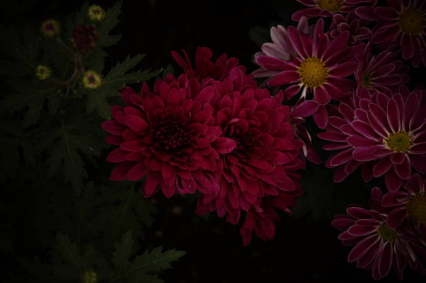istock Flowers from Mexico to the world 465479730