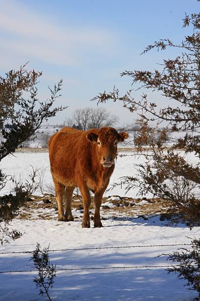 istock Curious Cow in a Winter Pasture in Iowa 465480514