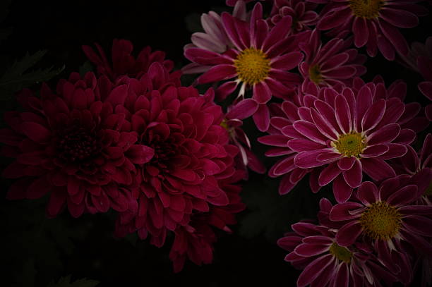 istock Flowers from Mexico to the world 465480576