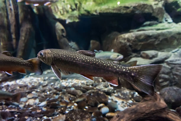 istock Underwater image of sea trout.  Brook trout 465480616