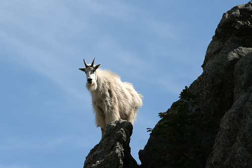 Mountain Goat on Harney Peak in the Black Hills of South Dakota USA