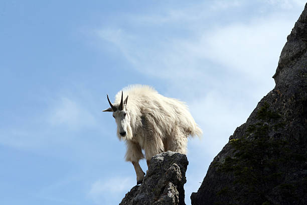 istock Mountain Goat on Harney Peak in Custer State Park 465483110
