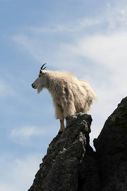 istock Mountain Goat on Harney Peak in the Black Hills 465483114