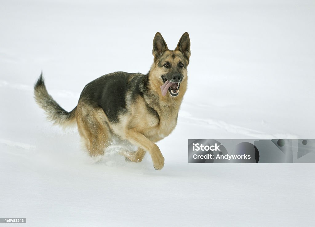 German Shepherd im Winter - Lizenzfrei Bewegung Stock-Foto