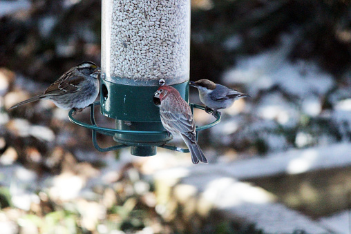 Diversity represented by 3 different bird species sharing a bird feeder. There’s a White-throated Sparrow, a House Finch, and a Brown-headed Nuthatch. Shallow depth-of-field.