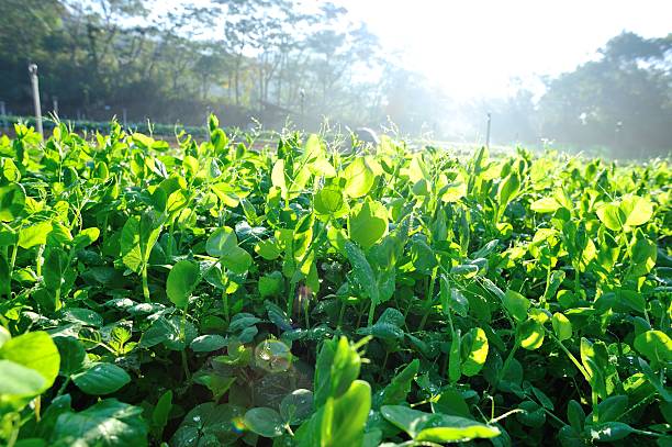 istock green pea in growth at garden 465483868