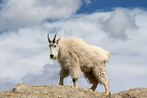 istock Mountain Goat atop Harney Peak in the Black Hills 465484376